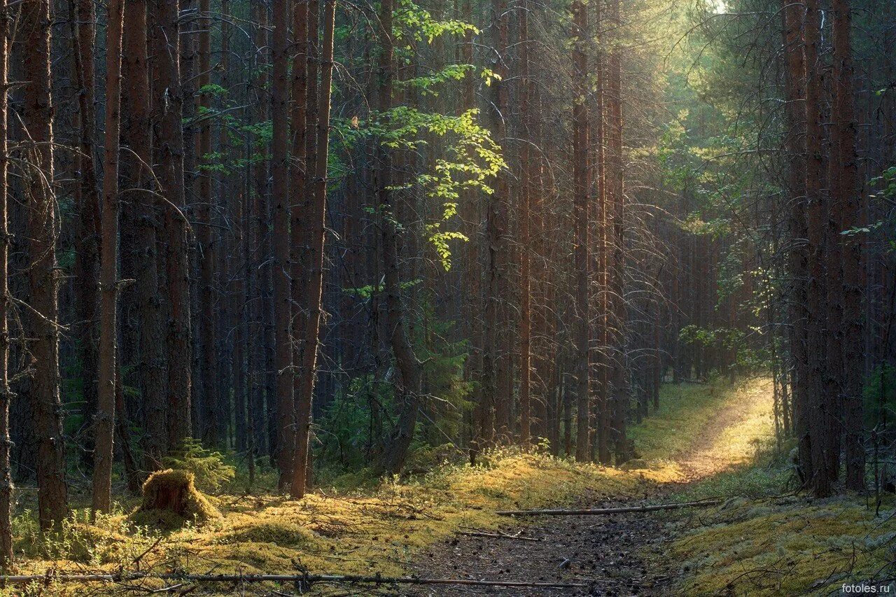 Молодой еловый лес. Тропинка в лесу. Упорно лес. Лес картинки. Лес теней.