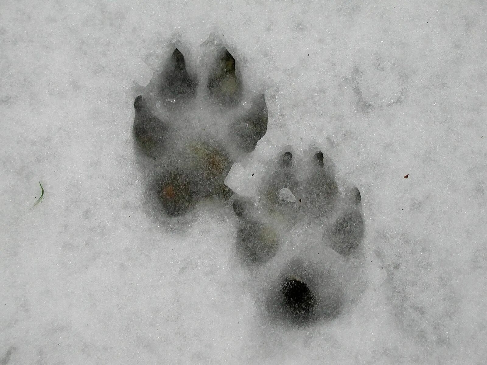 Следы лис. След енотовидной собаки на земле. Волчий след на снегу и собачий. Следы енотовидной собаки на песке. Следы волка на снегу.