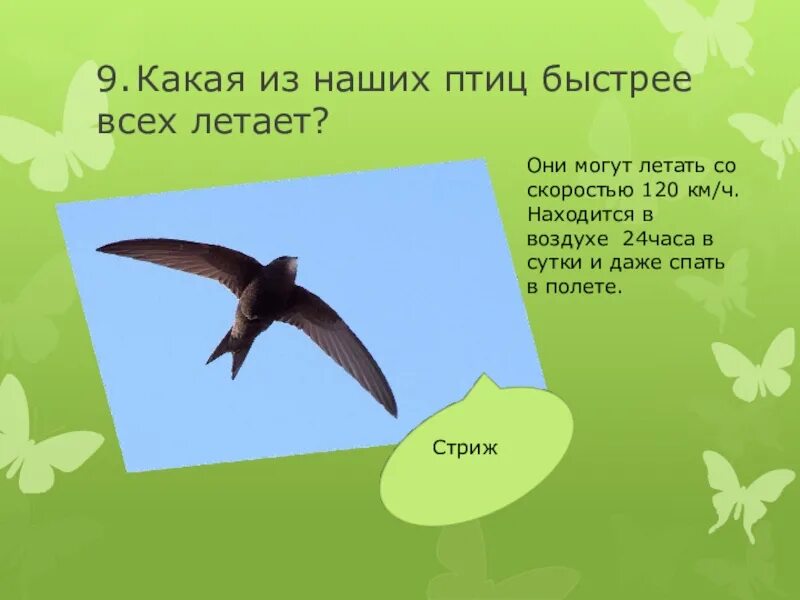 Какая птица быстрее всех. Какая птица быстрее всех летает. какая из наших птиц быстрее всех летает. птицы которые быстро летают. птицы которые спят в полете.