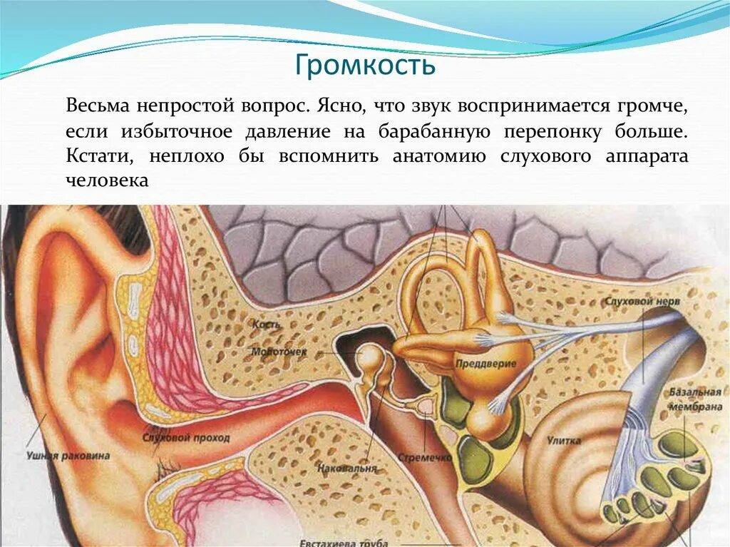 Мембраны внутреннего уха. Евстахиева труба анализатор. Анатомия внутреннего уха человека. Строение строение уха строение уха человека. Анатомия ушной раковины внутри.