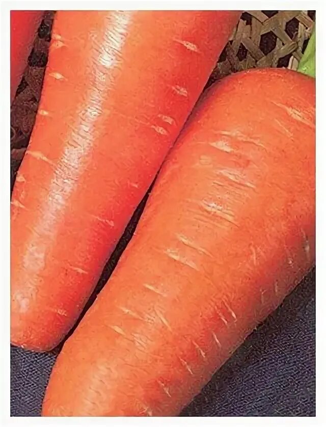 Морковь шантане ред кор. Морковь свежая. Морковь на грядке. Нож для морковки. Морковь шантенэ 2461 гавриш.