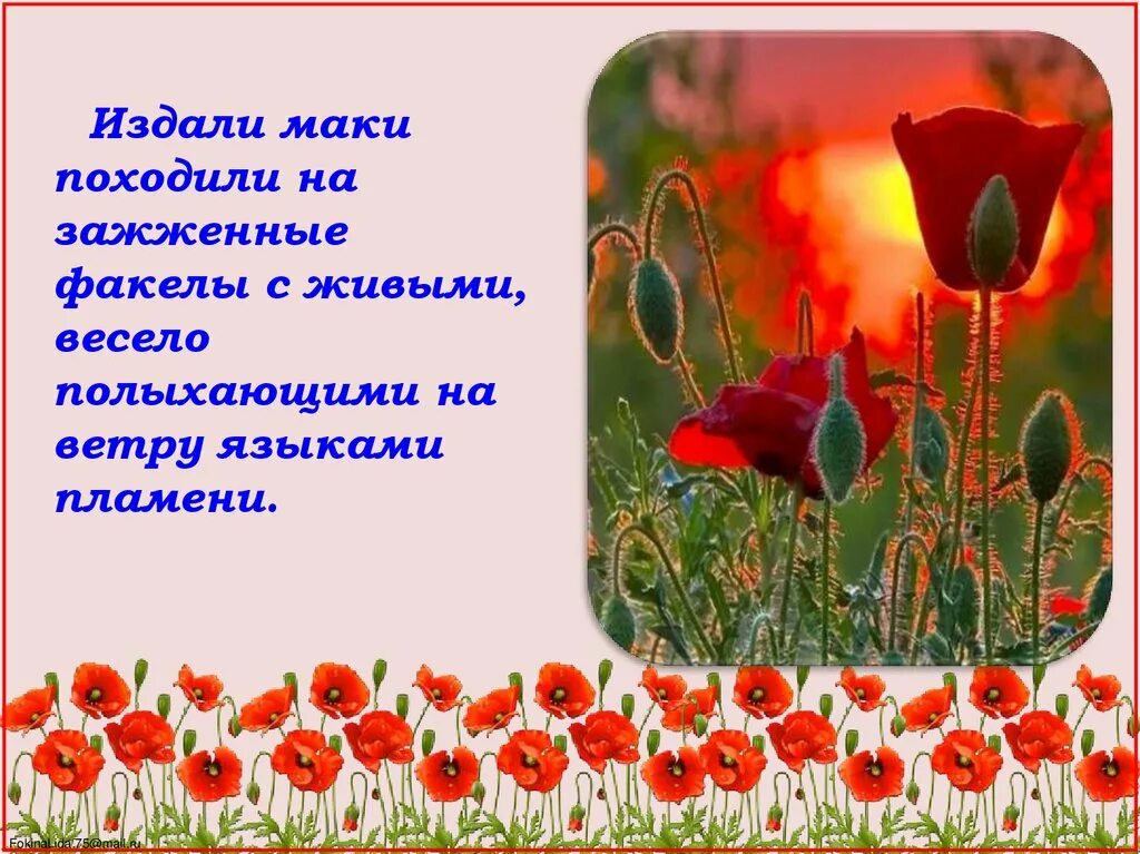 Идея рассказа живое пламя. Живое пламя Носов маки. Иллюстрация к рассказу живое пламя Носова. Живое пламя. Рисунок к рассказу живое пламя.