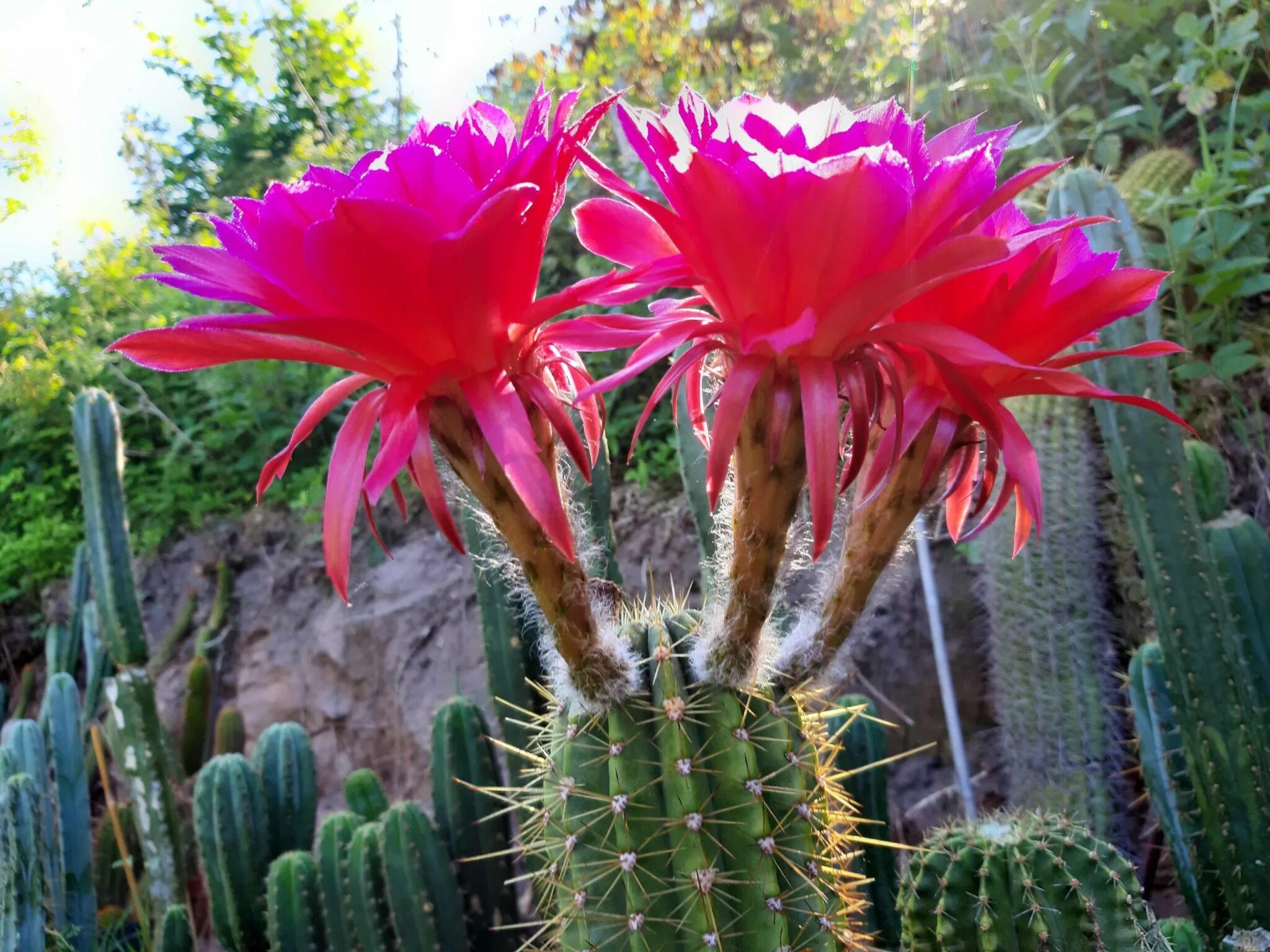 Cacti видео