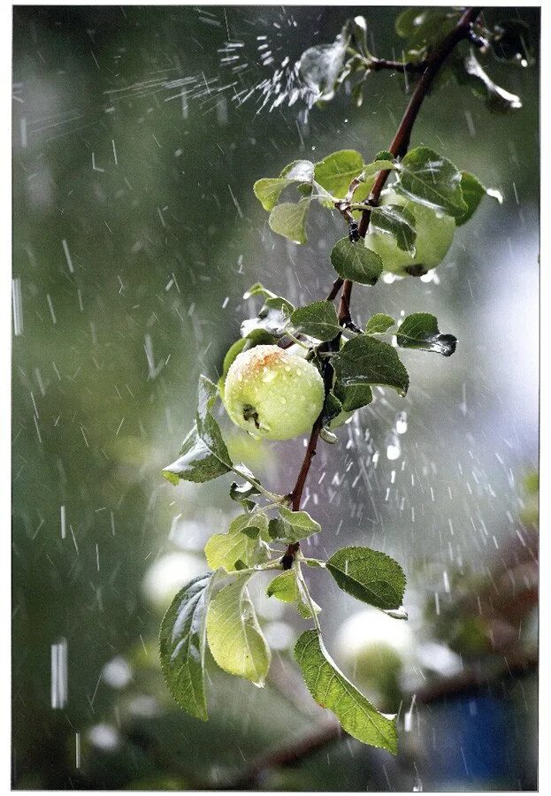 Воздух пахнет дождем. Дождь в яблоневом саду. Дождь в цветущем саду. Сад под дождем.