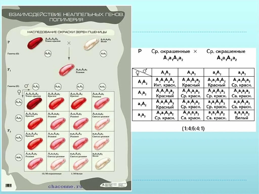 Наследование неаллельных генов. Тип наследования формы гребня у кур. Генетические схемы комплементарности. Комплементарность вид взаимодействия неаллельных генов при котором. Взаимодействие неаллельных генов таблица комплементарность.