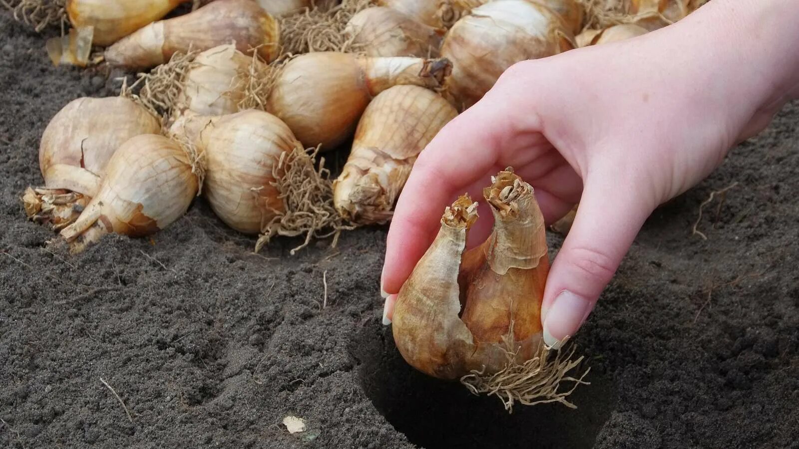 Посадить луковицы нарциссов. Посадка луковиц нарциссов. Посадить луковицы нарциссов. Луковичные растения нарцисс. Посадка луковичных осенью.