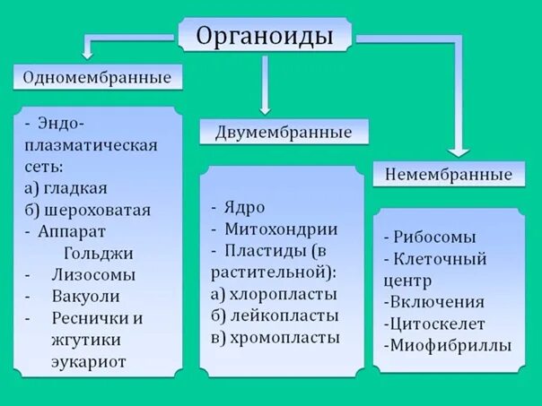 Двумембранные органоиды таблица. Двумемлранные ор6анотды. Двумембранные одномембранные и немембранные органоиды таблица. Таблица органеллы клетки одномембранные двумембранные немембранные. Лизосомы двумембранные