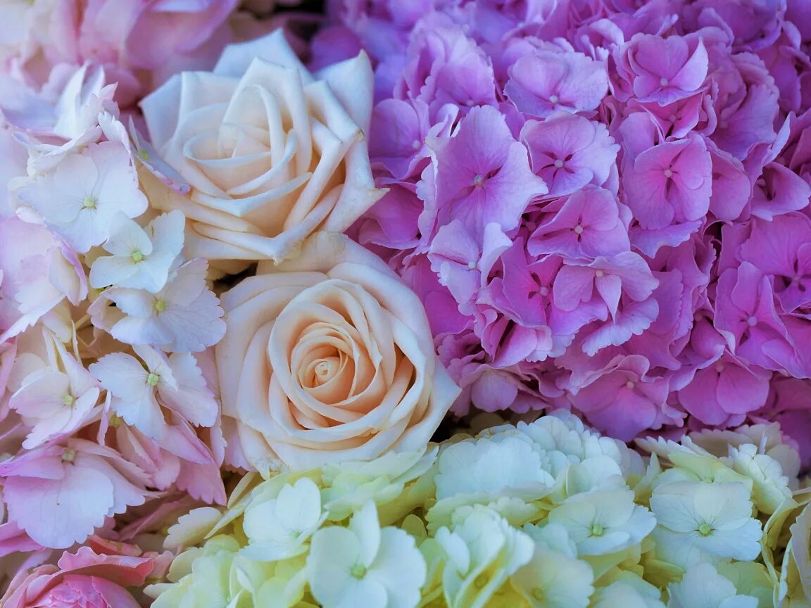 Фото цветов розового цвета. Гортензия Tiffany Pink. Гортензия пастель Пинк. Розы и гортензии. Пастельно розовая гортензия.
