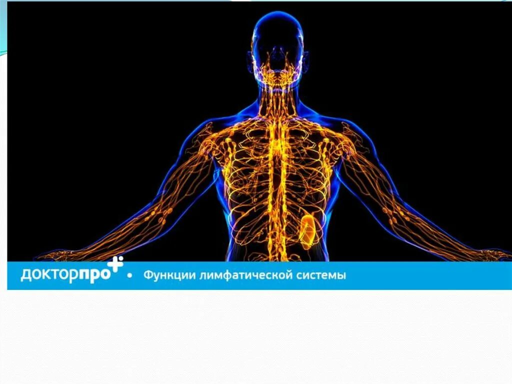 Лимфатическая система человека. Лимфатическая система человека картинки. Лимфатическая система позвоночника. Презентация на тему лимфатическая система человека. Рисунок лимфатической системы