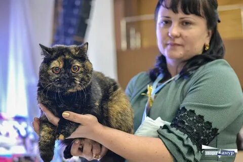 Выставка кошек нижний новгород