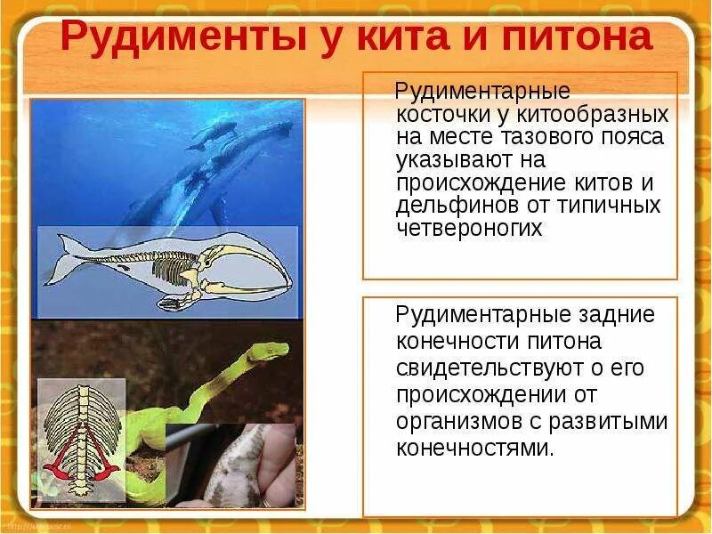 Рудименты китообразных