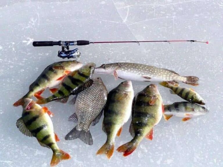 Зимняя рыбалка. Рыбалка фото. Рыбалка на льду. Подледная рыбалка. Клев тверь