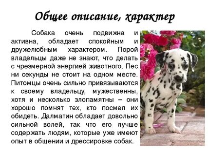 Домашняя собака особенности