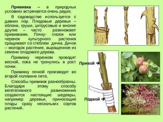 Как делать прививку яблони. Окулировка яблони глазком. Прививка яблони подвой привой. Окулировка прививка глазком. Размножение плодовых деревьев прививкой.