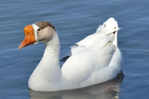 Китайский гусь