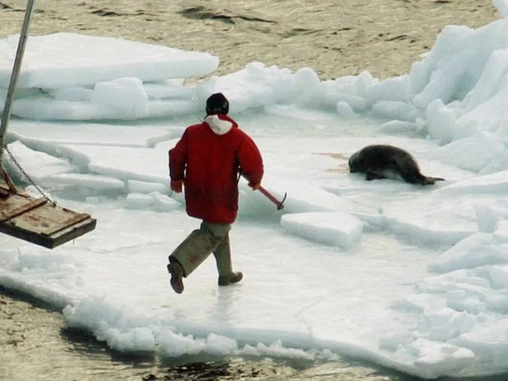 Когда шли охотиться на тюленей говорили. Когда шли охотиться на тюленей говорили. Белек гренландского тюленя. Охота на бельков нерпы. В сокольники он рвется глеб егорыч.