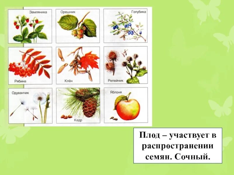 Яблоня распространение. Способ распространения плодов яблони. Способ распространения семян яблока. Плод яблоко способ распространения. Яблоко распространение семян.