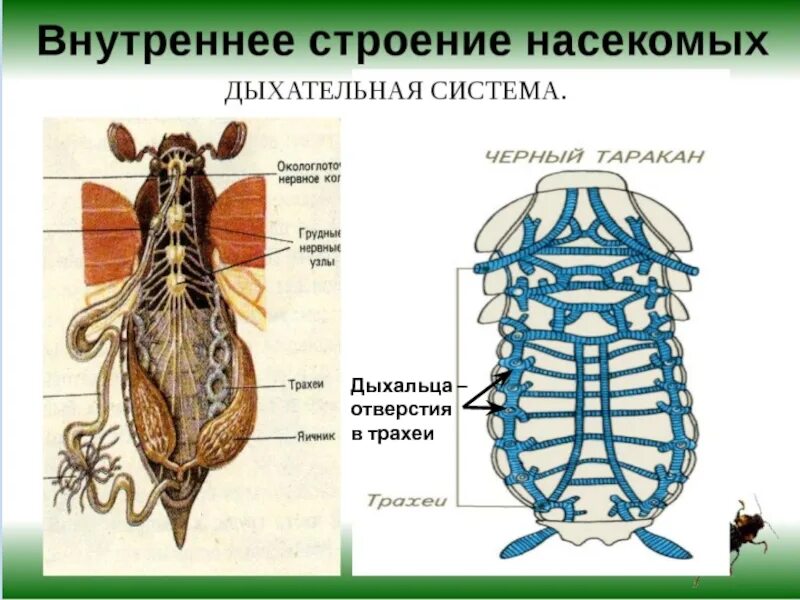 Тип нервной системы майского жука. Система органов насекомых 8 класс. внутреннее строение насекомых дыхательная система. внутренне строение майского жука. дыхательная система майского жука.