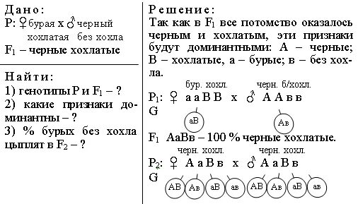 При скрещивании черного петуха без хохла. При скрещивании чёрного петуха без хохла с бурой хохлатой курицей все. Определите генотип петуха.. Черный хохлатый петух скрещен с такой же курицей.