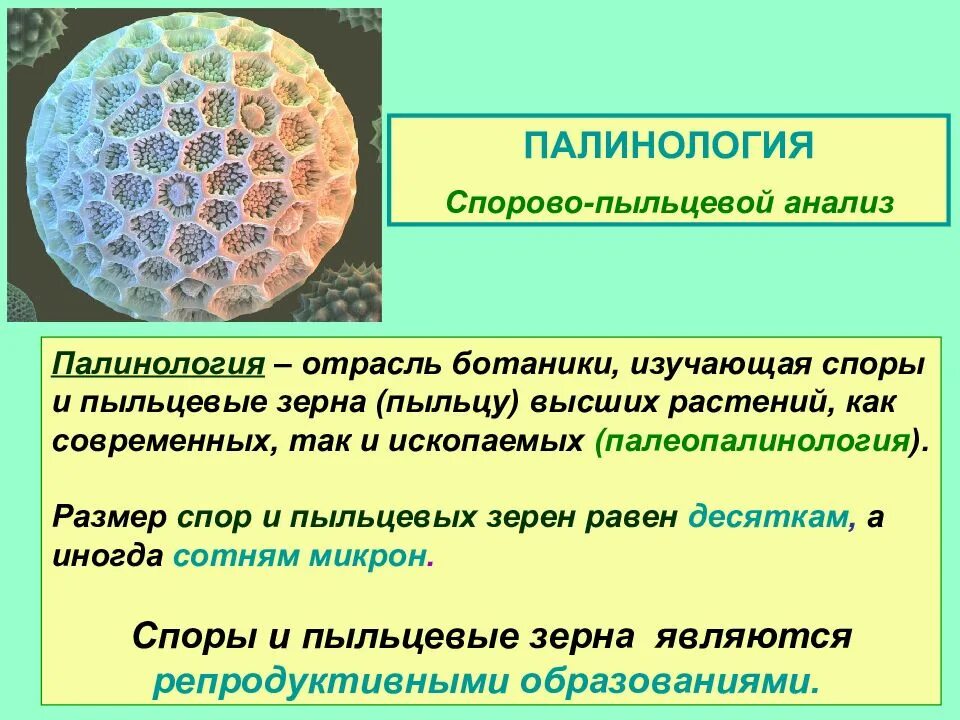 Размер пыльцы. Спорово-пыльцевой анализ. Палинология. Палинологические исследования. Палинологический анализ.