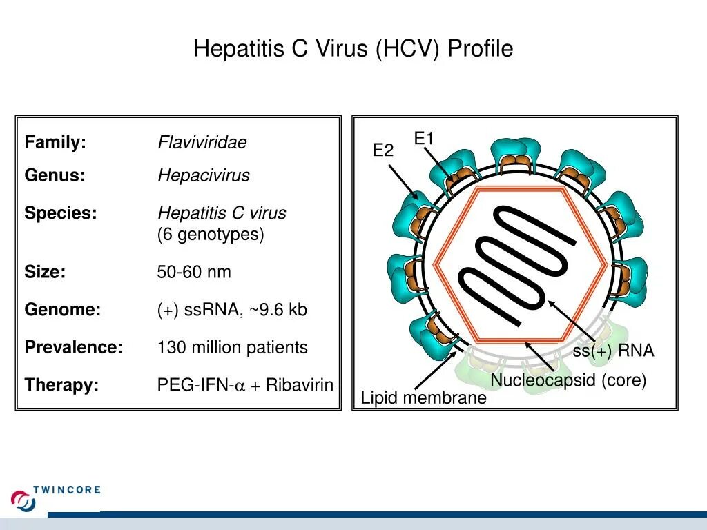 Hcv rna. HCV RNA положительный. Hepatit c исследование антител. HCV, РНК [Реал-тайм ПЦР].