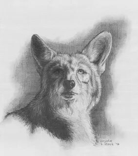 Шакал рисунок