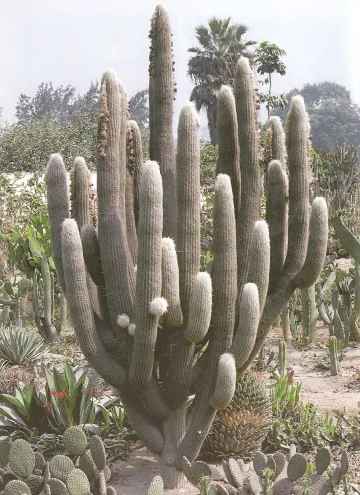 место обитания кактуса. нотокактус ленингхауза (notocactus leninghausii). перескиевые кактусы. в каких местах обитают кактусы. суккуленты среда обитания.