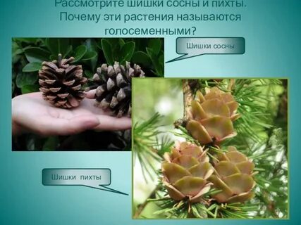 Шишка голосеменных растений
