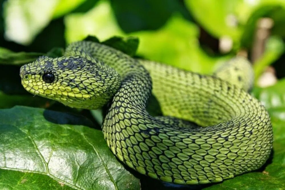 Полоз шренка. Древесная африканская гадюка. Гадюка динника. Длиннорылая плетевидка. Напоминающий змею.