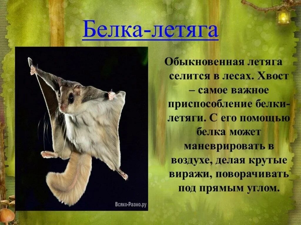 Сибирская белка летяга. Белка летяга информация. Летяга природная зона. Краткое описание белки летяги. Летяга природная зона.