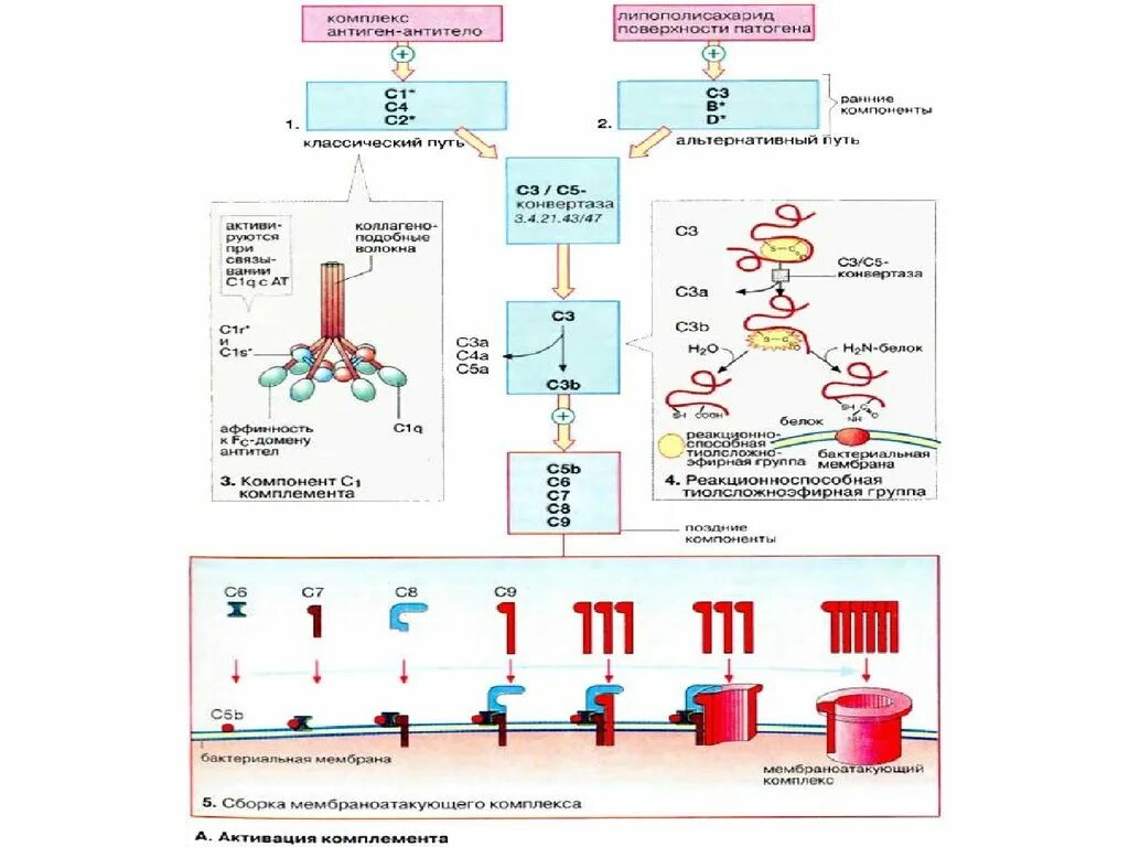 Цена комплемента. Альтернативный путь комплемента. Система комплемента классический путь схема. Активационный комплекс. Классический путь активации комплемента.