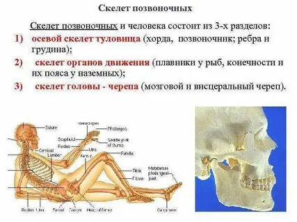 Череп относится к осевому скелету