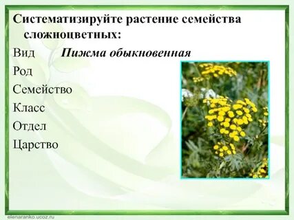 Систематическое положение растений ромашка