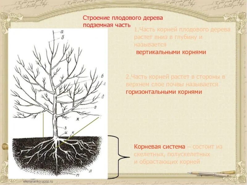 Корневая вишни. Корни плодовых деревьев схема. Строение плодового дерева схема. Строение надземной системы плодового дерева. Строение корня дерева.