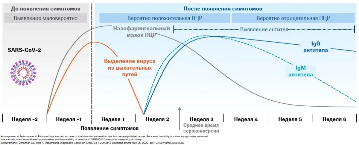 Количество антител IGG. Коронавирусы антитела. График образования антител к коронавирусу. Динамика антител после вакцинации. Через сколько появляется бывшие