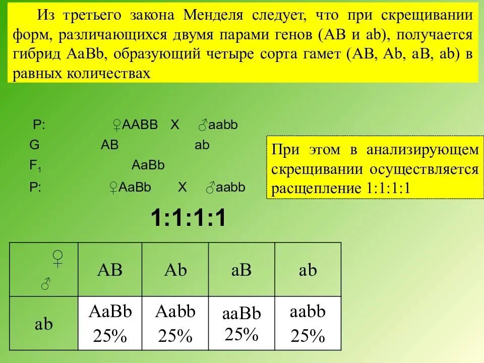 Сколько генотипов образуется при анализирующем скрещивании дигетерозиготы. Соотношение по генотипу 3 закон Менделя. 1 Закон Менделя по генотипу и фенотипу. Закон частоты гамет и 3 закон Менделя. 3 Закон Менделя расщепление по генотипу.