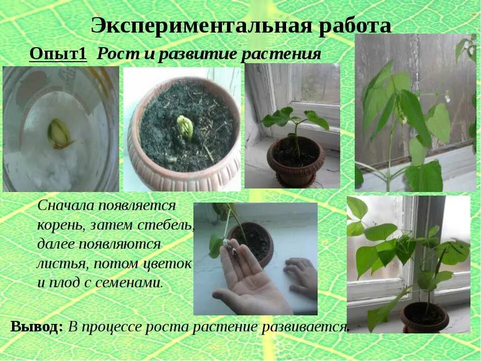 Опыты с растениями. Опыты с комнатными цветами. Эксперименты с растениями. Опыты с культурными растениями.