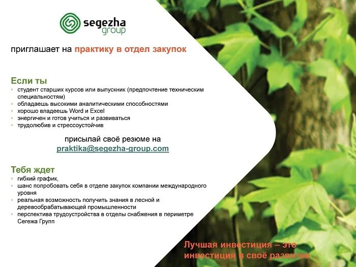 Сегежа групп акции форум. Сегежа групп акции форум