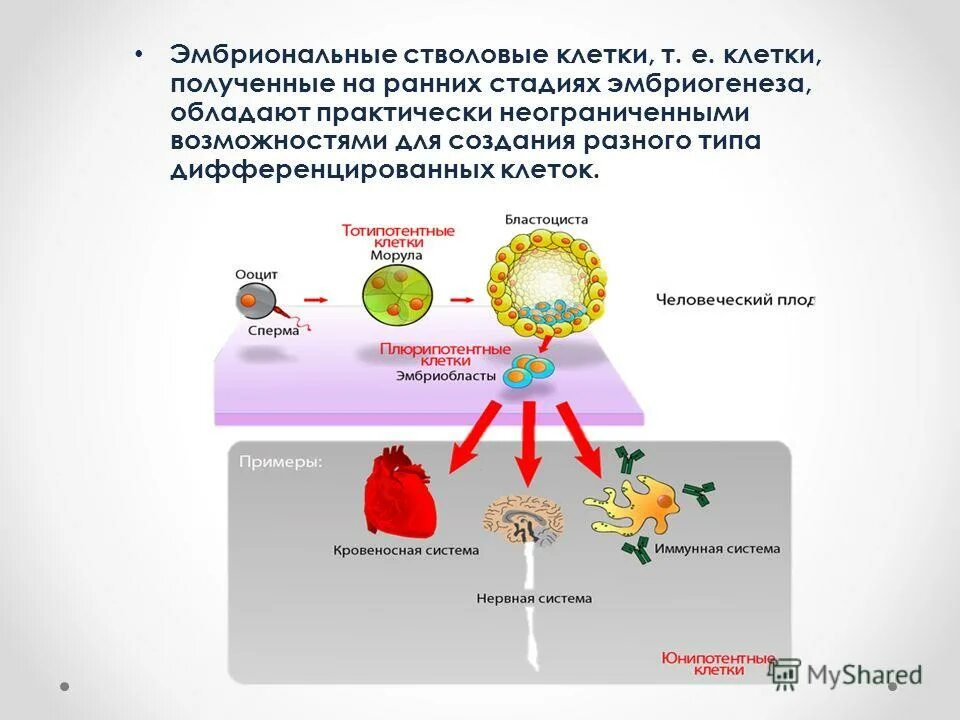 Эмбриональные стволовые клетки. Плюрипотентные стволовые клетки. Получение эмбриональных стволовых клеток. Эмбриональная стволовая клетка.