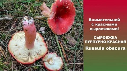 Сыроежки почему ж