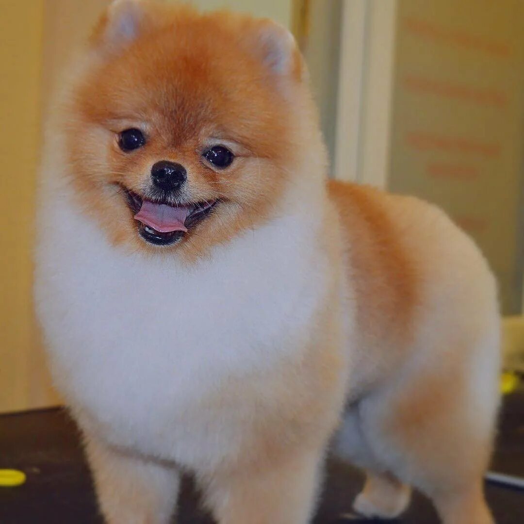 Awkward Trend: Round Dog Haircuts Dog haircuts, Cute dogs, Cute animals puppies