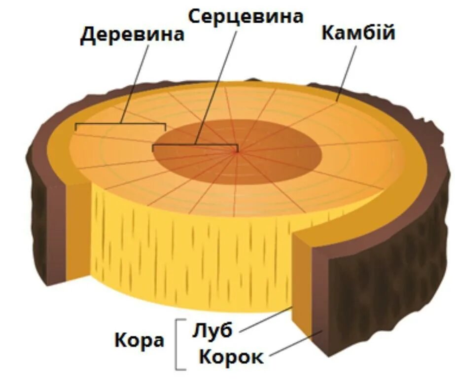 Срез коры камбий древесина.