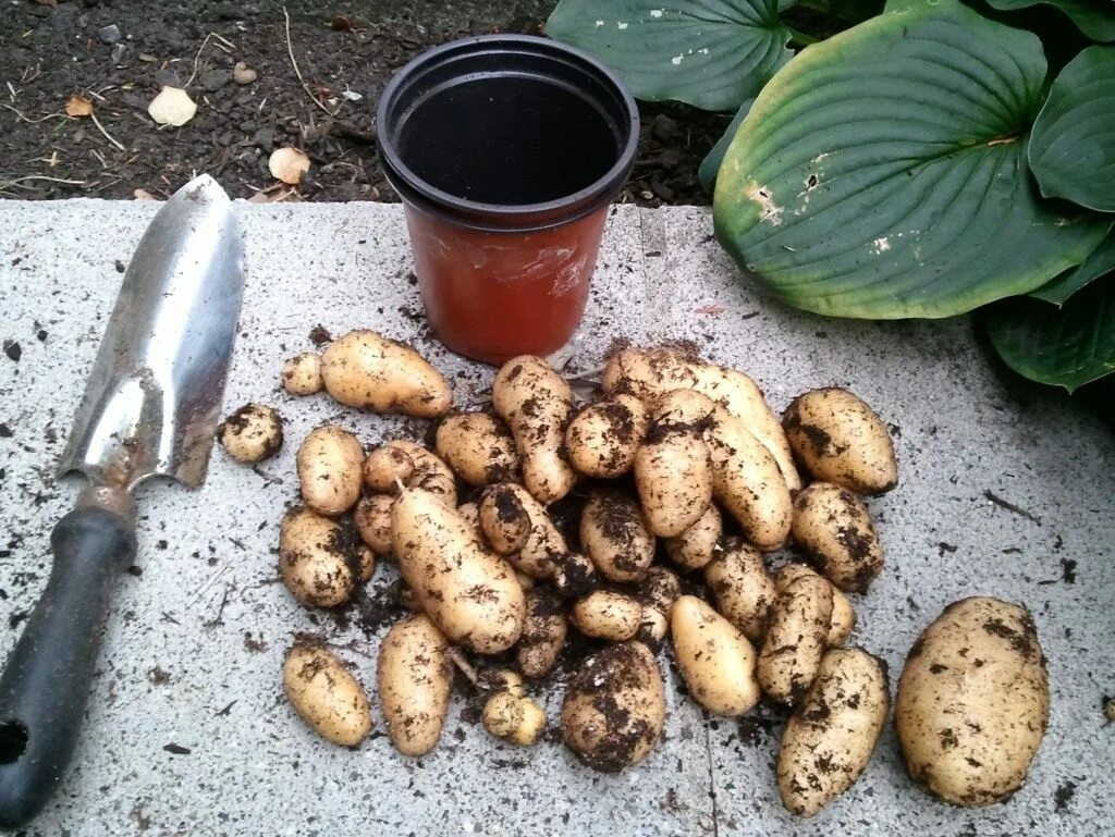 Клубень картошки. Картофель Колорадо. Клонирование картофеля. Пантоклубни картофеля.