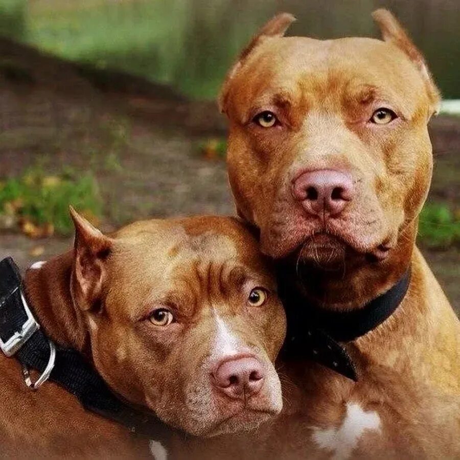 Питбуль команда. Американский питбультерьер. стаффордширский терьер американский питбультерьер. американский питбультерьер кобель. красноносый американский питбуль.