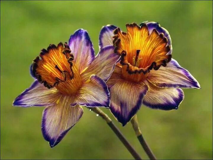 Pin by Ann Quirke on FLOWERS Narcissus flower, Flower arrangements simple, Wallp