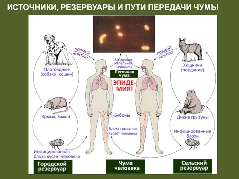 Как проявлялась чума