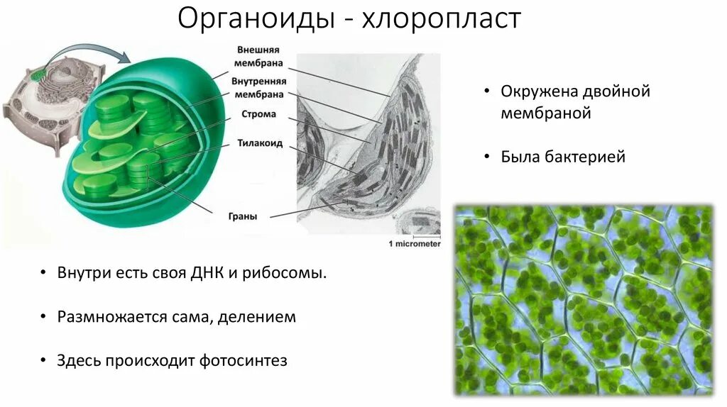 Органоиды клетки содержащие молекулы хлорофилла. Строение органоида хлоропласт. строение клетки хлоропласты. у бактерий есть мембранные органоиды. органоиды клетки хлоропласты.