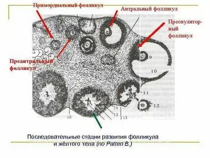 Единичный фолликул что это