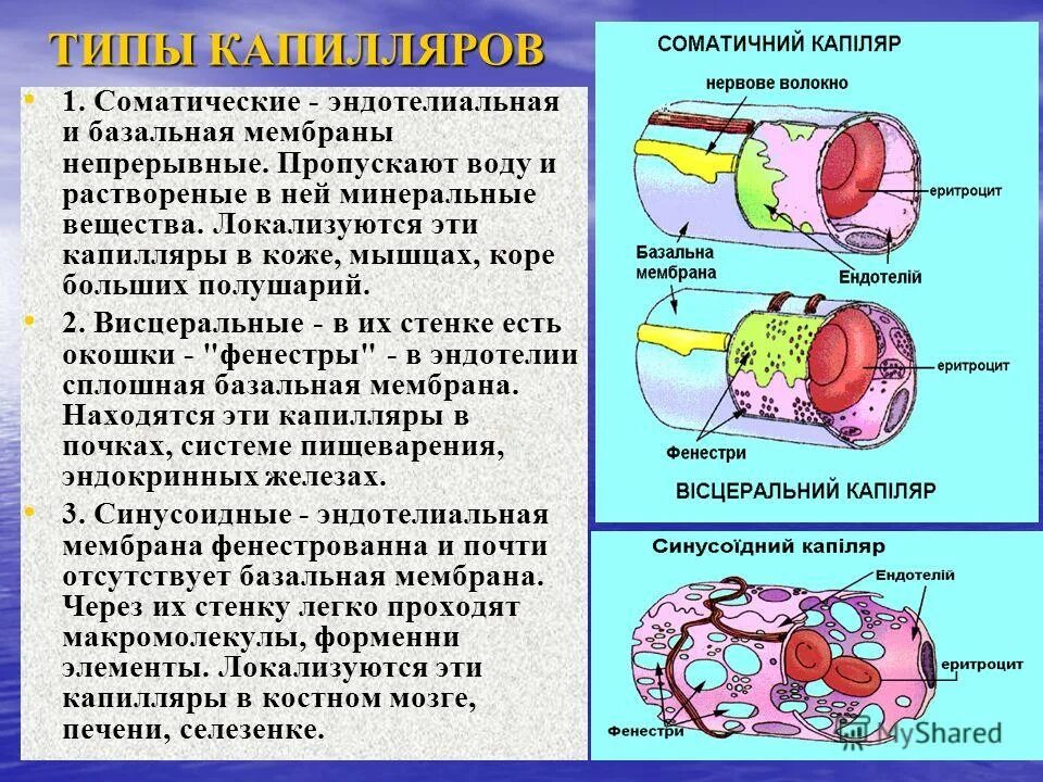 Капилляры строение и функции