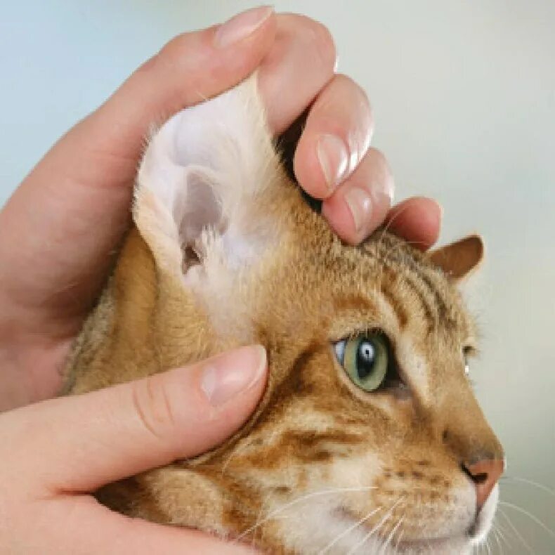 Как почистить уши котенку